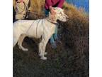 Adopt Mack Torrence a White - with Tan, Yellow or Fawn English Setter / Mixed