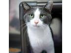 Adopt Carlos a Gray or Blue Domestic Shorthair / Mixed cat in Jefferson City