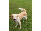 Adopt Julieta a Tan/Yellow/Fawn Golden Retriever / Mixed dog in Huntington