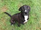 Adopt Tex a Black Labrador Retriever dog in Ola, AR (38841446)