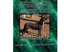 Adopt Tex a Black Labrador Retriever dog in Ola, AR (38841446)