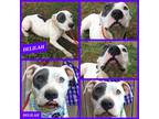 Adopt Delilah a White - with Gray or Silver Pit Bull Terrier dog in Ola