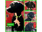 Adopt Timiteo a Black Labrador Retriever dog in Ola, AR (38837952)
