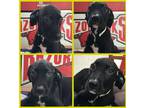 Adopt Tolli a Black Labrador Retriever dog in Ola, AR (38837949)