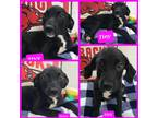 Adopt Tiny a Black Labrador Retriever dog in Ola, AR (38837951)