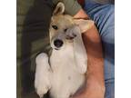 Adopt Lady a Husky / Mixed Breed (Medium) / Mixed dog in Houston, TX (38841301)