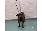 Adopt Tiger Lilly a Brindle Mixed Breed (Medium) / Mixed dog in Memphis