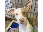 Adopt Bob Allusion a Tan/Yellow/Fawn American Pit Bull Terrier / Mixed dog in