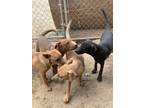 Adopt Lab Mix Puppies a Brown/Chocolate Labrador Retriever / Mixed dog in Kuna