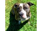 Adopt Nova 9649 a Brindle Mixed Breed (Medium) / Mixed dog in Columbus