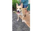 Adopt Scooby a Tan/Yellow/Fawn - with White Husky / Pit Bull Terrier / Mixed dog
