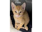 Adopt Frodo a Orange or Red Tabby Domestic Shorthair (short coat) cat in