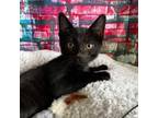 Adopt Phineas a Black & White or Tuxedo Domestic Shorthair (short coat) cat in