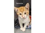 Adopt Samwise a Orange or Red Domestic Shorthair (short coat) cat in Binghamton