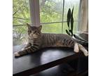 Adopt Kiko a Gray or Blue Domestic Shorthair / Mixed cat in Fairfax Station