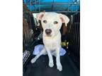 Adopt Paloma a White Great Pyrenees / Mixed dog in Mansfield, TX (38840694)
