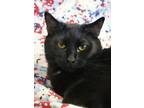 Adopt Sorbet 50178 a All Black Domestic Shorthair / Domestic Shorthair / Mixed