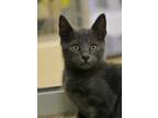 Adopt Canteloupe 50180 a Gray or Blue Domestic Shorthair / Domestic Shorthair /