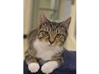 Adopt Strawberry 50054 a Brown or Chocolate Domestic Shorthair / Domestic