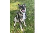 Adopt Cody a Black German Shepherd Dog / Mixed dog in Newfield, NJ (38840692)