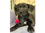Adopt Harlee a Black Labrador Retriever / Mixed dog in Mansfield, TX (38840685)