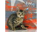 Adopt Jane a Gray or Blue Domestic Shorthair / Mixed cat in Yuma, AZ (38840651)