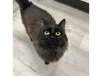 Adopt Omar a All Black Domestic Mediumhair / Mixed cat in Waldorf, MD (38840579)