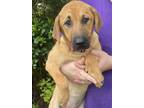 Adopt Jupiter Starkie a Brown/Chocolate Labrador Retriever / Mixed dog in