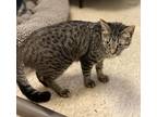 Adopt Terry a Domestic Shorthair / Mixed (short coat) cat in Heber