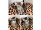 Adopt Burrito a Gray, Blue or Silver Tabby Domestic Shorthair (short coat) cat