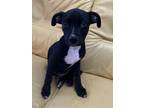 Adopt Frankie a Black - with White Terrier (Unknown Type