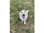 Adopt Princess Cinderella DFW a White Great Pyrenees dog in Statewide