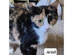 Adopt Ariel a Calico or Dilute Calico Domestic Shorthair / Mixed cat in