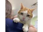 Adopt Whipper Snapper a Orange or Red Domestic Mediumhair / Mixed cat in