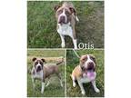 Adopt Otis a Red/Golden/Orange/Chestnut - with White American Staffordshire