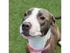 Adopt Dolly a Gray/Silver/Salt & Pepper - with Black Pit Bull Terrier / Mixed
