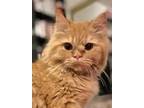 Adopt Donald a Orange or Red (Mostly) Himalayan / Mixed (long coat) cat in