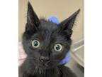 Adopt Ellis a Domestic Shorthair / Mixed cat in Spokane Valley, WA (38839845)