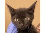 Adopt Rhea a Domestic Shorthair / Mixed cat in Spokane Valley, WA (38839844)