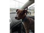 Adopt Ricky a Brindle Pit Bull Terrier / Mixed dog in Indianapolis
