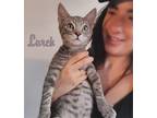Adopt Lurch a Gray, Blue or Silver Tabby Tabby (short coat) cat in Sherman Oaks