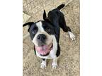 Adopt Haus - Silver Heart a Black - with White Boxer / Mixed dog in Austin