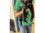 Adopt Macy a All Black Domestic Shorthair / Domestic Shorthair / Mixed cat in