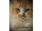 Adopt Randi/ Simba a Cream or Ivory Abyssinian / Mixed (medium coat) cat in