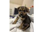Adopt Xena a Brown/Chocolate - with Tan Mixed Breed (Small) / Mixed dog in