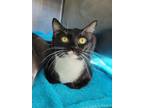 Adopt James Bond a All Black Domestic Shorthair / Domestic Shorthair / Mixed cat