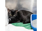 Adopt Marvel a All Black Domestic Shorthair / Domestic Shorthair / Mixed cat in