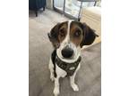 Adopt Ernie a Beagle / Hound (Unknown Type) dog in Framingham, MA (38839185)