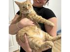 Adopt Christopher a Orange or Red Domestic Shorthair / Mixed cat in