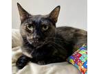 Adopt Roxie a All Black Domestic Shorthair / Domestic Shorthair / Mixed cat in
